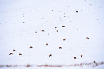 Scattered group of Red deer stags (Cervus elaphus) grazing on an open moorland hillside in snow, Cairngorms NP, Scotland, UK, December