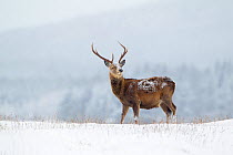 Red deer stag (Cervus elaphus) on moorland ridge in snow, with hills and trees in the distance, Cairngorms NP, Scotland, UK, December