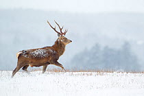 Red deer stag (Cervus elaphus) walking on moorland in snow, with trees in the distance, Cairngorms NP, Scotland, UK, December