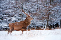 Red deer stag (Cervus elaphus) standing on woodland edge in snow, Cairngorms NP, Scotland, UK, December