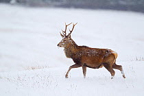 Red deer stag (Cervus elaphus) walking on moorland in snow, Cairngorms NP, Scotland, UK, December