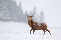 Red deer stag (Cervus elaphus) on moorland in snow, with trees in the distance, Cairngorms NP, Scotland, UK, December