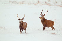 Two Red deer stags (Cervus elaphus) on open moorland in snow, Cairngorms NP, Scotland, UK, December