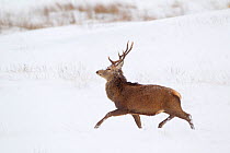 Red deer stag (Cervus elaphus) on open moorland in snow, Cairngorms NP, Scotland, UK