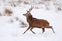 Red deer stag (Cervus elaphus) running on open moorland in snow, Cairngorms NP, Scotland, UK, December