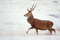Red deer stag (Cervus elaphus) walking across open moorland in snow, Cairngorms NP, Scotland, UK, December