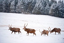 Four Red deer stags (Cervus elaphus) walking and grazing on open snow-covered moorland, near woodland edge, Cairngorms NP, Scotland, UK, December