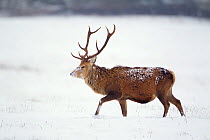 Red deer stag (Cervus elaphus) walking across open moorland in snow, Cairngorms NP, Scotland, UK, December