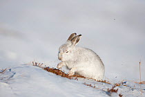 Mountain hare (Lepus timidus) in winter coat scratching at snow to find vegetation to feed on, Scotland, UK, March