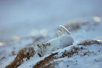 Mountain hare (Lepus timidus), in winter coat, rolling on snow, Scotland, UK, March