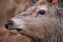 Close-up profile of Red deer (Cervus elaphus) stag, face partly obscured, Lochaber, West Highlands, Scotland, February