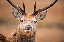 Portrait of Red deer (Cervus elaphus) stag, Lochaber, West Highlands, Scotland, February. Did you know? A Red deer stag weighs 3 times the average weight of a human.