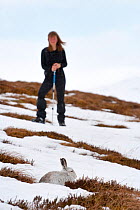 Hill walker watching a Mountain hare (Lepus timidus) in snow, Cairngorms NP, Scotland, March 2010 Model Released