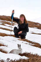 Hill walker watching Mountain hare (Lepus timidus) in snow, Cairngorms NP, Scotland, March 2010 Model Released