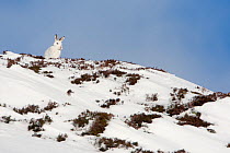 Mountain hare (Lepus timidus) seen against the skyline in the snow, showing winter coat, Cairngorms NP, Scotland, UK, February
