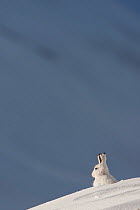 Mountain hare (Lepus timidus) sitting on a ridge, in winter coat in snow, Cairngorms NP, Scotland, UK, February