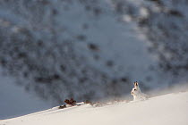 Mountain hare (Lepus timidus) sitting on a ridge, in winter coat in snow, Cairngorms NP, Scotland, UK, February