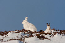 Two Mountain hares (Lepus timidus) sitting on a ridge, in winter coat in snow, Cairngorms NP, Scotland, UK, February