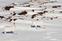 Two Mountain hares (Lepus timidus) in winter coats, running over snow, Cairngorms NP, Scotland, UK, February