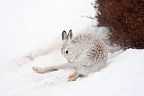 Mountain hare (Lepus timidus) sat on snow, grooming, Cairngorms NP, Scotland, UK, March