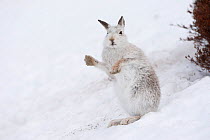 Mountain hare (Lepus timidus) stood on back legs in snow, Cairngorms NP, Scotland, UK, March