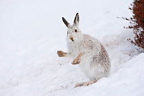 Mountain hare (Lepus timidus) stood on back legs in snow, Cairngorms NP, Scotland, UK, March