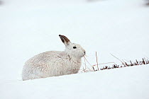 Mountain hare (Lepus timidus) in winter coat, feeding in the snow, Cairngorms NP, Scotland, UK, March