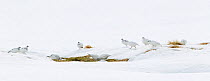 Rock ptarmigan (Lagopus mutus) group in winter plumage, Cairngorms NP, Scotland, UK, March