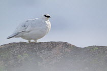 Rock ptarmigan (Lagopus mutus) in winter plumage perched on rock, Cairngorms NP, Scotland, UK, March