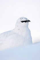 Rock ptarmigan (Lagopus mutus) close-up portrait in winter plumage, Cairngorms NP, Scotland, UK, February