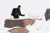 Group of Rock ptarmigan (Lagopus mutus) in winter plumage with hill walker in background, Cairngorms NP, Scotland, UK, February 2010
