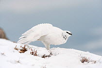 Rock ptarmigan (Lagopus mutus) wing-stretching, winter plumage, Cairngorms NP, Scotland, UK, February