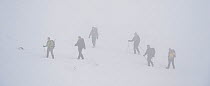 Group of hikers walking in poor visibility on mountain in winter, Cairngorms NP, Scotland, UK, February 2010