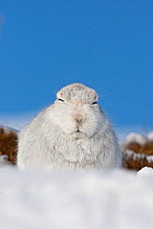 Mountain hare (Lepus timidus) portrait in winter coat, resting, Scotland, UK, Bebruary