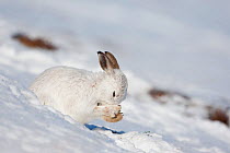 Mountain hare (Lepus timidus) sat in the snow, grooming, Scotland, UK, February
