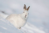 Mountain hare (Lepus timidus) in winter coat sitting in the snow, Scotland, UK, February