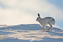 Mountain hare (Lepus timidus) in winter coat running across snow, Scotland, UK, February. Did you know? Brown hares run away in zigzags whilst Mountain hares are more likely to run away in a curve.