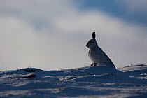 Mountain hare (Lepus timidus) in winter coat, silhouetted on a snow ridge, Scotland, UK, February