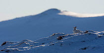 Mountain hare (Lepus timidus) in winter coat, against the sky on a snow ridge, Scotland, UK, February