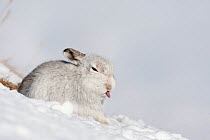 Mountain hare (Lepus timidus) in winter coat, sitting in snow, with tongue poking out, Scotland, UK, February