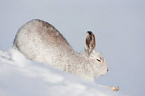 Mountain hare (Lepus timidus), in winter coat stretching, Scotland, UK, February