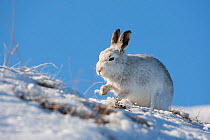 Mountain hare (Lepus timidus), in winter coat, scratching at snow to find vegetation to feed on, Scotland, UK, February