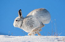 Mountain hare (Lepus timidus) in winter coat, running along a snow ridge, Scotland, UK, February
