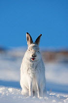 Mountain hare (Lepus timidus) in winter coat, sitting in snow, yawning, Scotland, UK, February