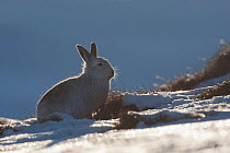 Mountain hare (Lepus timidus) in winter coat, silhouetted on a ridge in the snow, Scotland, UK, February