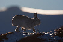 Mountain hare (Lepus timidus) backlit, scratching for food in snow, Scotland