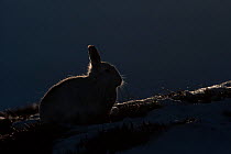 Silhouette of a Mountain hare (Lepus timidus) sat on a snowy ridge, Scotland, UK, February