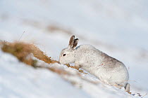 Mountain hare (Lepus timidus) in winter coat grazing on a slope in the snow, Scotland, UK, February