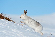 Mountain hare (Lepus timidus) scratching for food in the snow, Scotland, UK, February