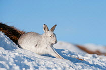Mountain hare (Lepus timidus) in winter coat, stretching on a snow-covered slope, Scotland, UK, February